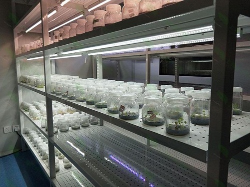 衡南植物组织培养实验室设计建设方案